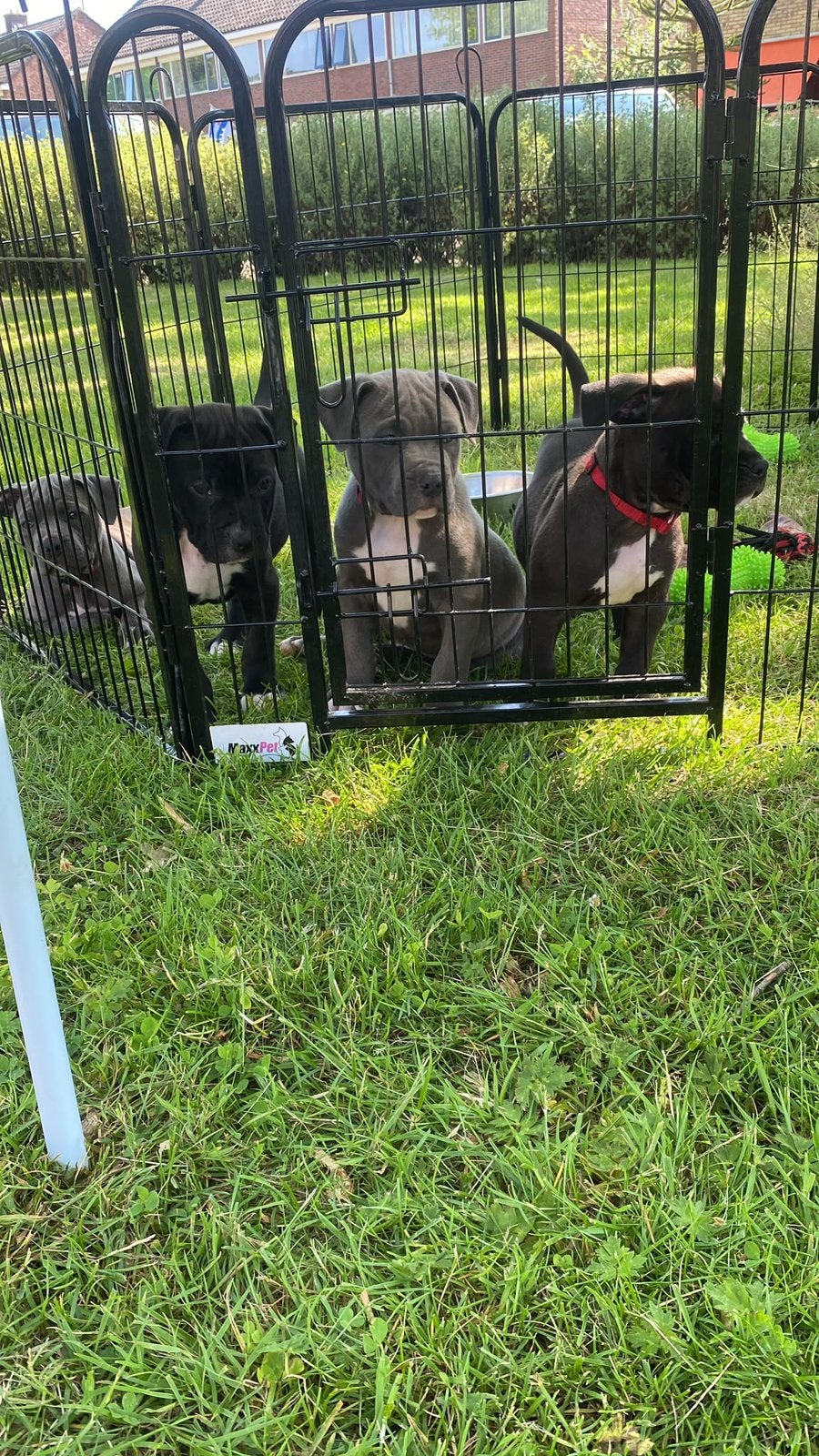 Amerikaanse Stafford pups, 8 tot 15 weken, Parvo, Bulldog, Meerdere