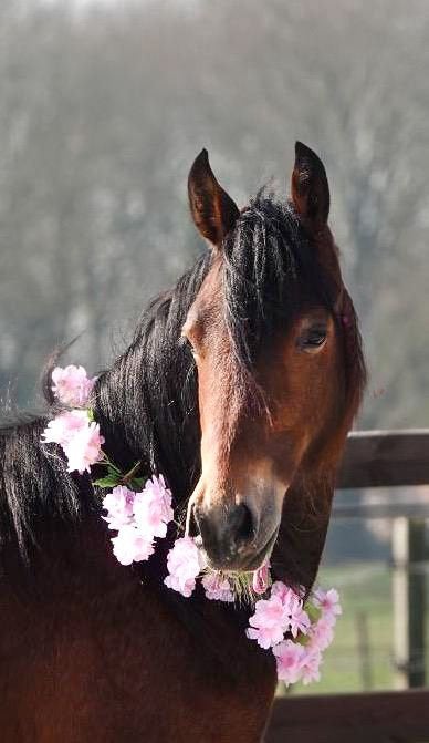 2 jarige welsh Cob Merrie, Merrie, Met stamboom, 0 tot 2 jaar, C pony (1.27m tot 1.37m)