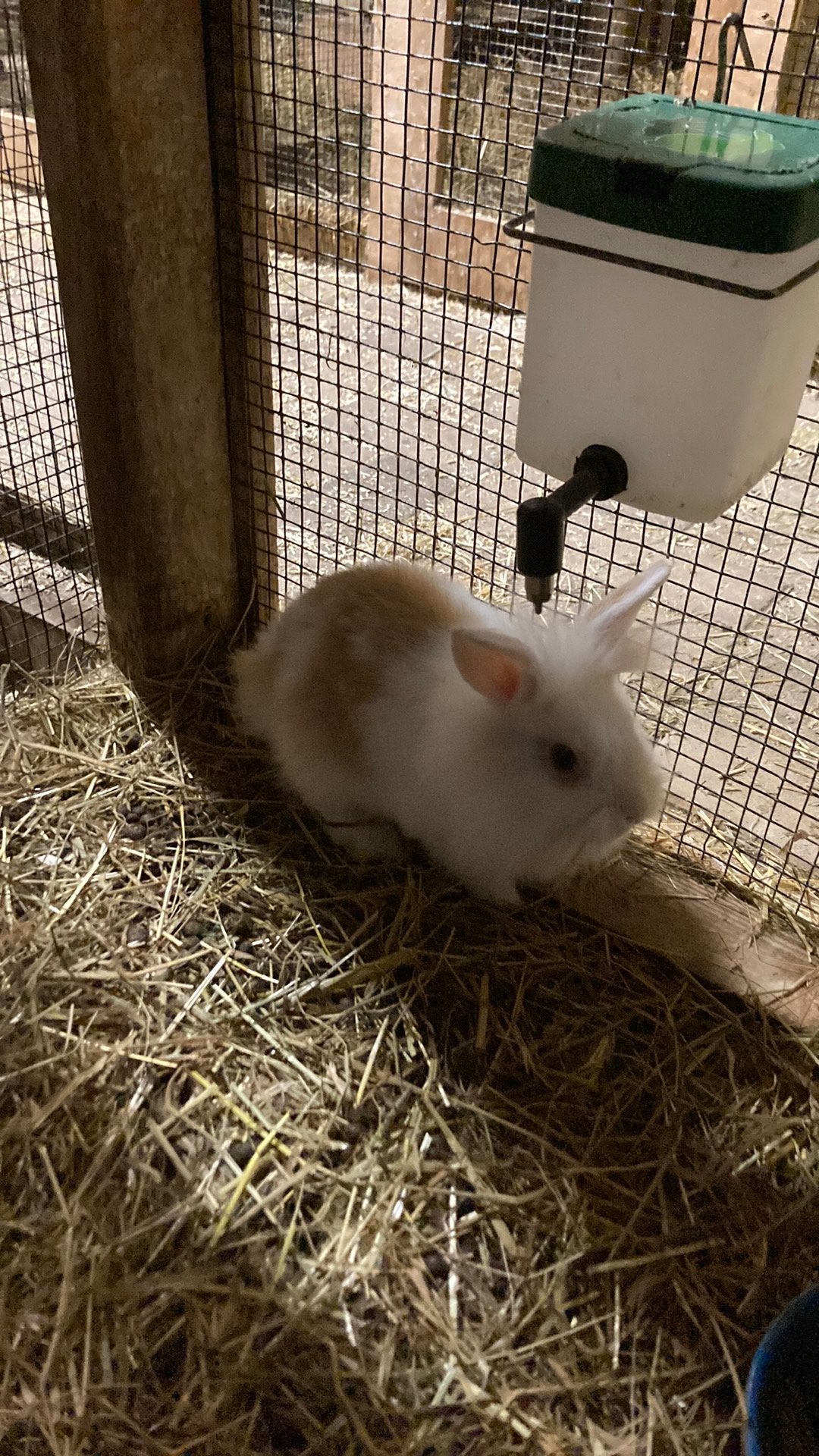 Jonge lionhead konijntjes mogen verhuizen., Dieren en Toebehoren, Maart, Meerdere dieren, Overige typen, Tam