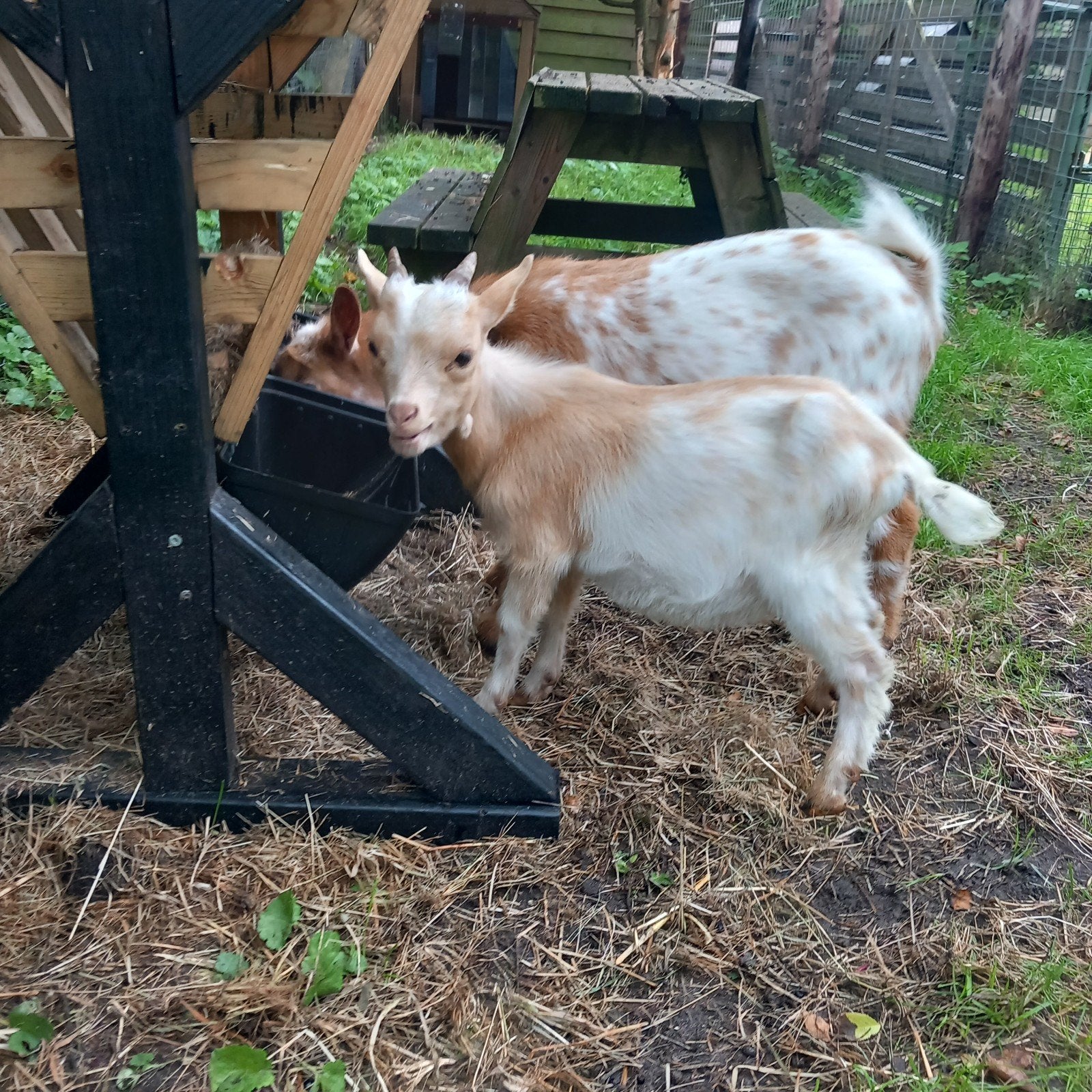dwerggeit  bokje, Dieren en Toebehoren, Mannelijk, Geit