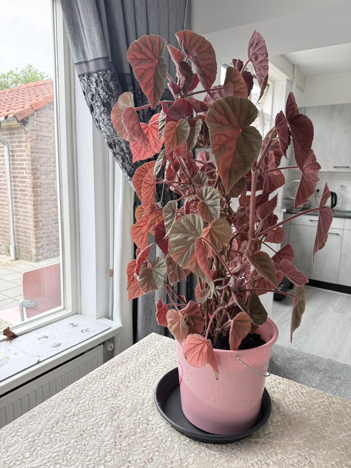 Grote Begonia plant in roze pot, Ophalen