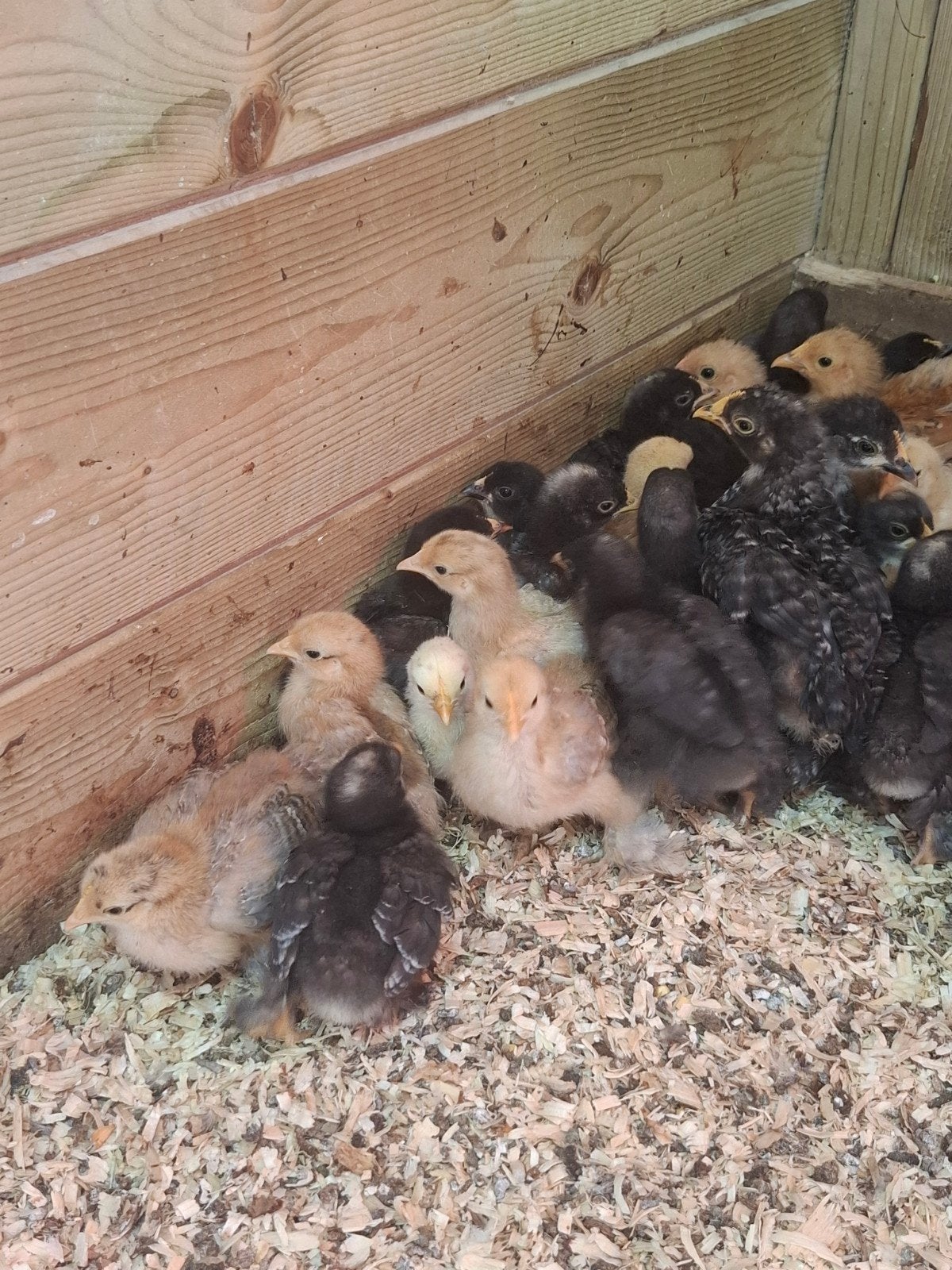 Mooie cochin kriel kuikens alleen hennetjes, Dieren en Toebehoren, Pluimvee, Vrouwelijk, Kip