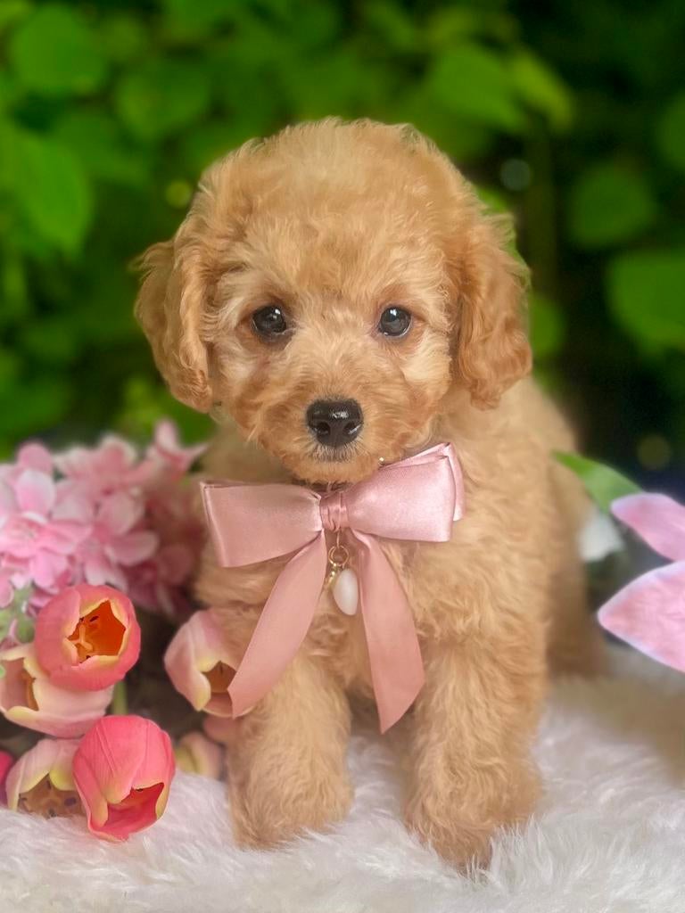 Toy/Dwerg Poedel pup 🐕‍🦺❤️🐾 volledig getest, Dieren en Toebehoren, Poedel, Parvo, 8 tot 15 weken, Meerdere