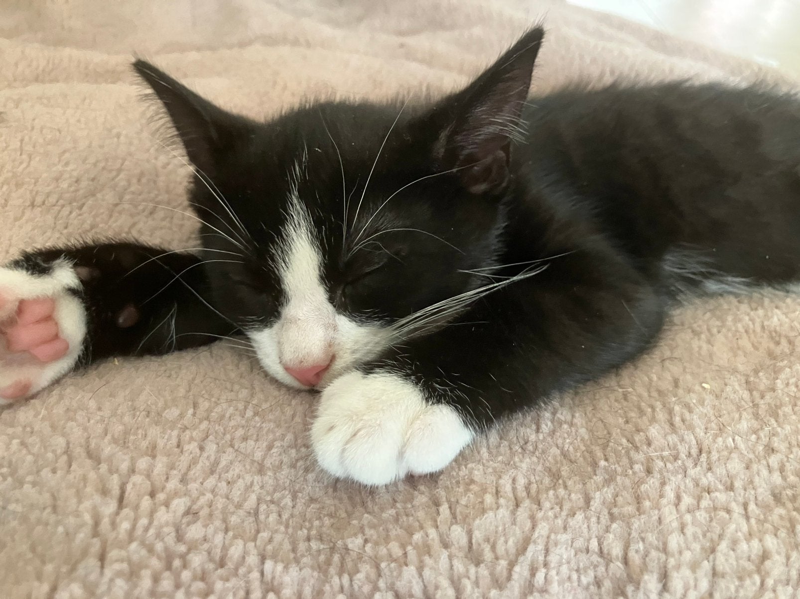 Kitten (kater) zoekt een nieuw huis, Dieren en Toebehoren, Katten en Kittens | Overige Katten, Kater
