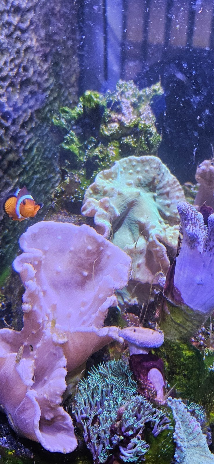 inhoud zee aquarium, Vis, Zoutwatervis