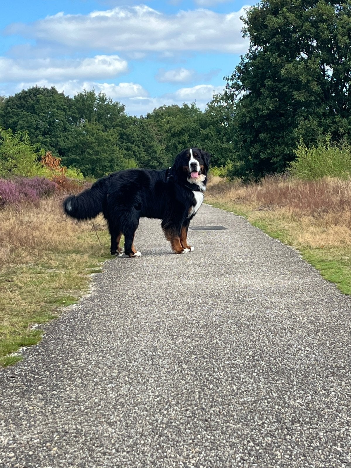 Honden oppas bij u aan huis op meerdere plekken…🐶🐾🐕🦴, November, Meerdere dieren, Overige typen, Tam