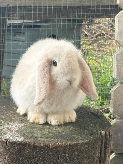 Minilop konijntjes 🤍, Mannelijk, Dwerg, Hangoor, 0 tot 2 jaar