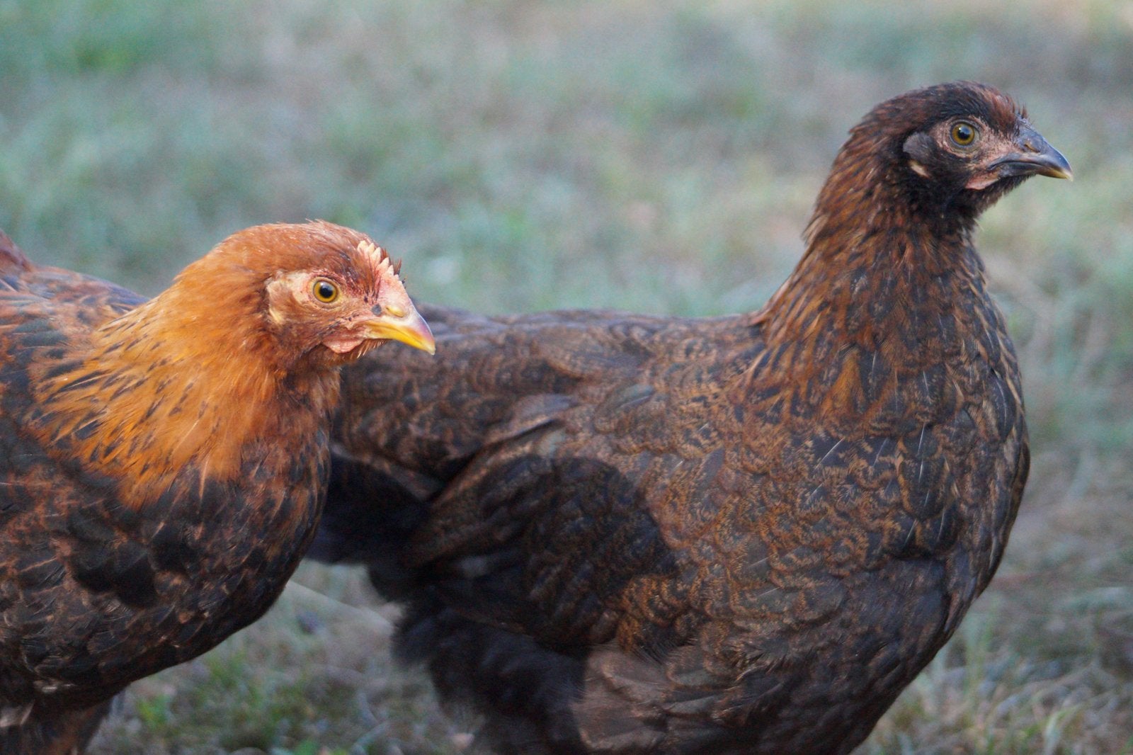 Welsumer en welsumer x orpington kriel kippen, Meerdere dieren, Kip