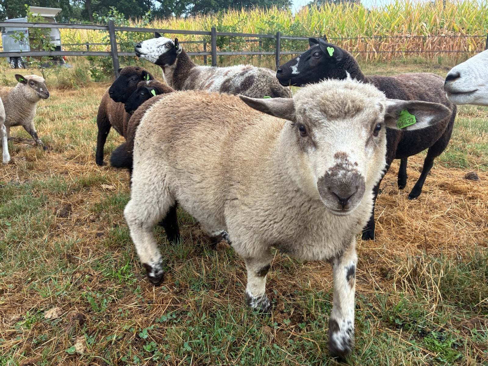 3 ramlammeren te koop, Mannelijk, Schaap, 0 tot 2 jaar