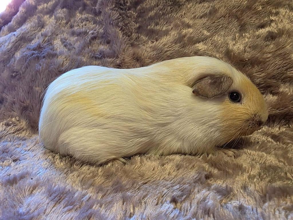 Super lieve beertjes crème wit gladhaar zwart coronet, Dieren en Toebehoren, Knaagdieren, Cavia, Mannelijk, Juli, Tam