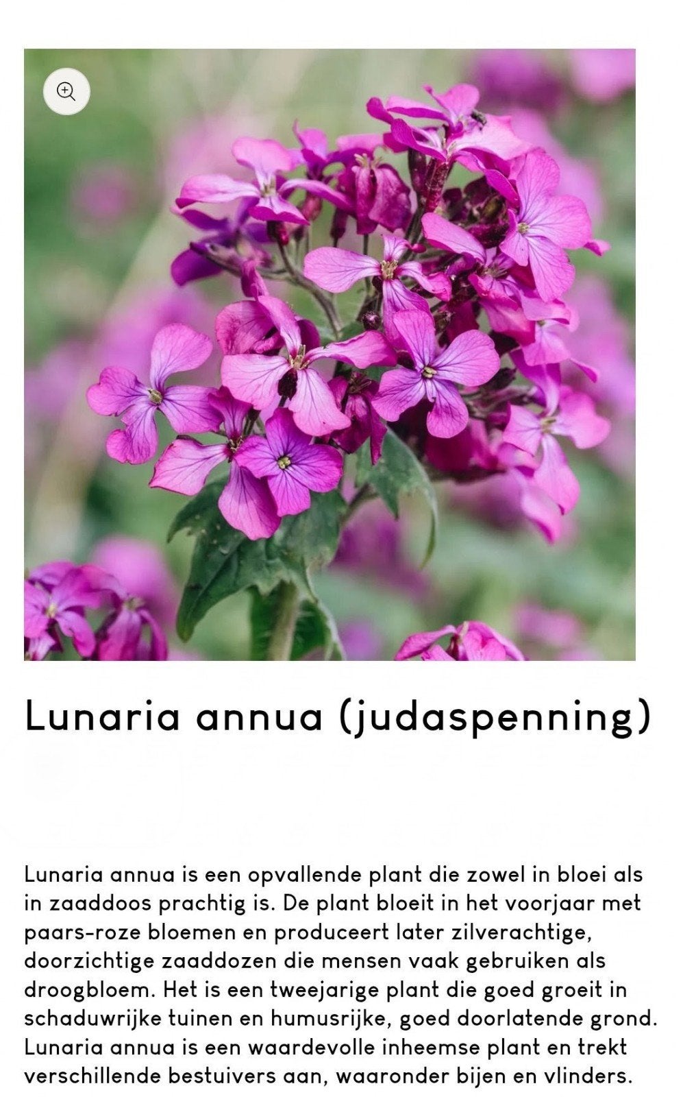 Zaad Judaspenning -Lunaria, biologisch, Ophalen of Verzenden, Volle zon