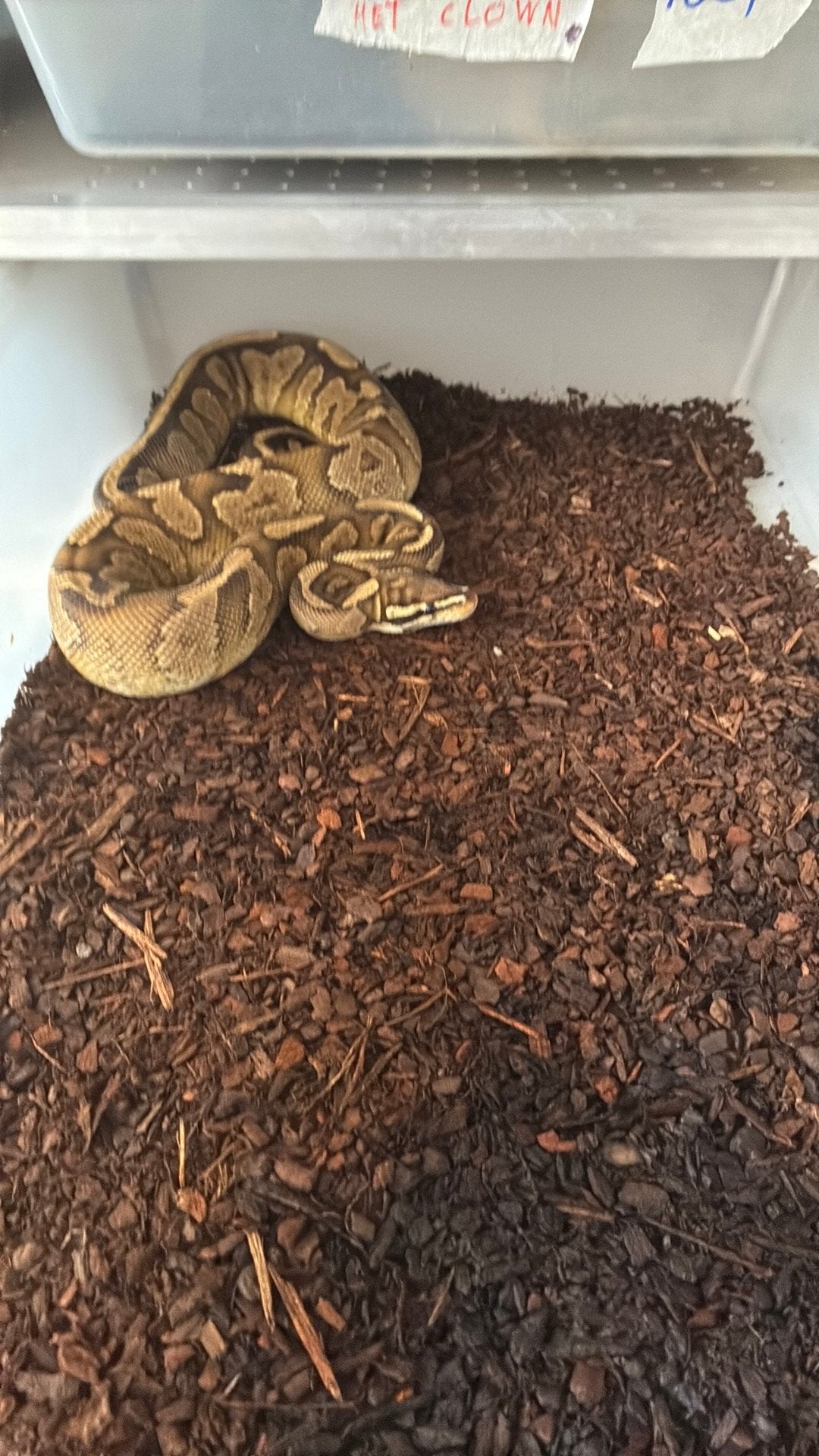 Ball python regius Ball Python photo 3