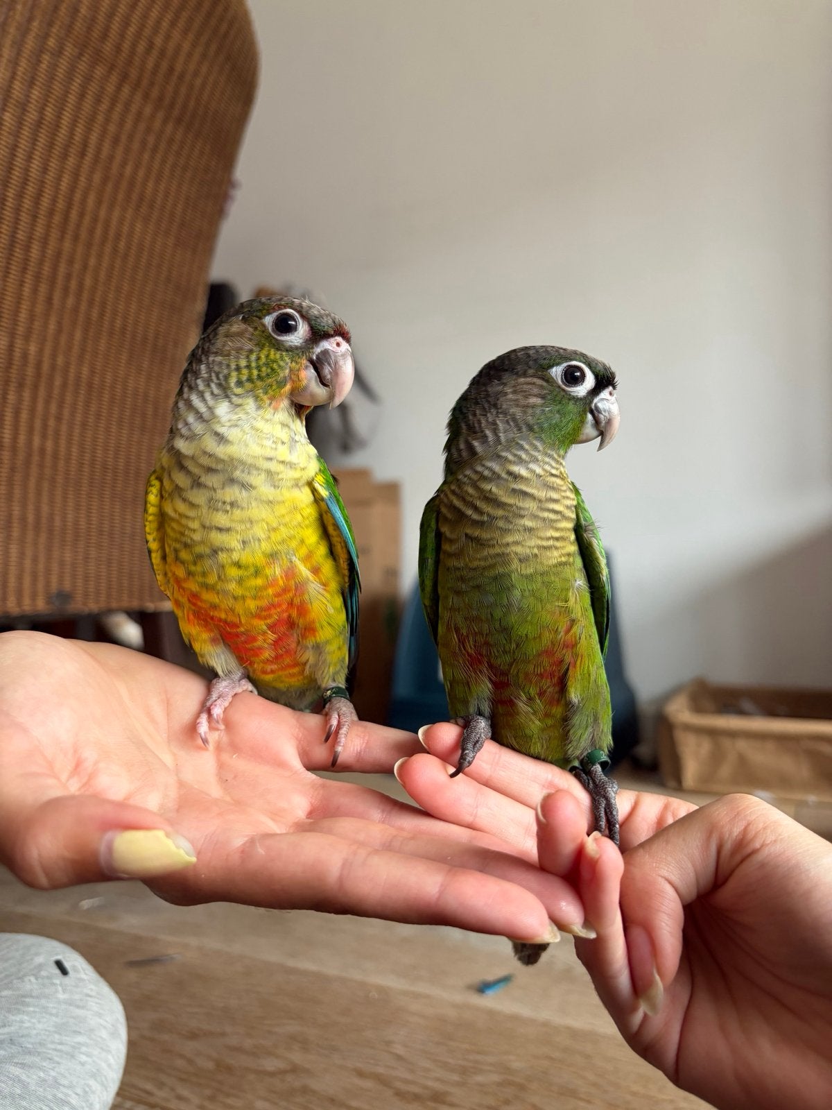 2 lieve pyrrhura’s  zoeken goed huisje, Geslacht onbekend, Dwergpapegaai of Agapornis, Geringd
