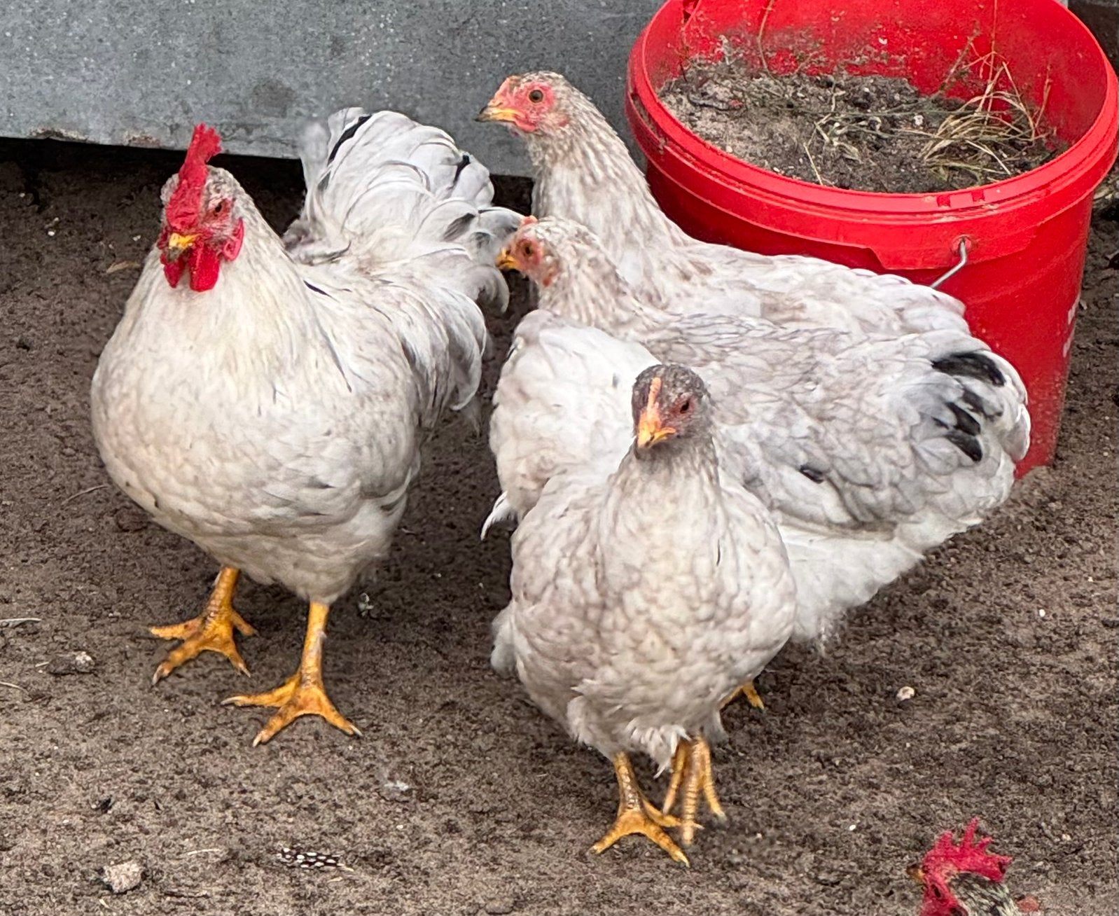 MOOI JONG TOOMPJE – 1 HAAN + 3 HENNEN, Dieren en Toebehoren, Vrouwelijk, Kip