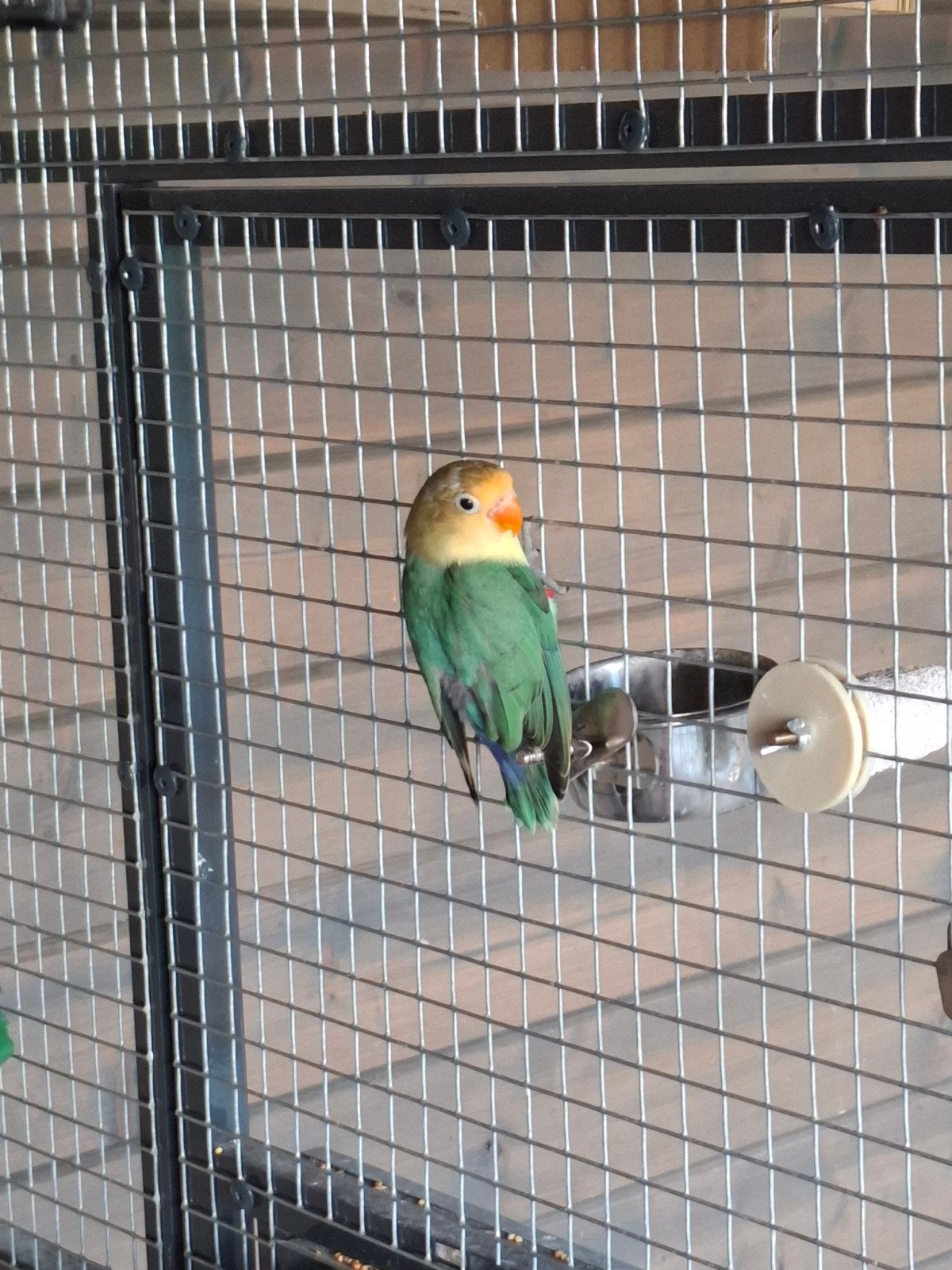 4 agapornis fisheri jongen., Dieren en Toebehoren, Vogels | Parkieten en Papegaaien, Geslacht onbekend, Dwergpapegaai of Agapornis