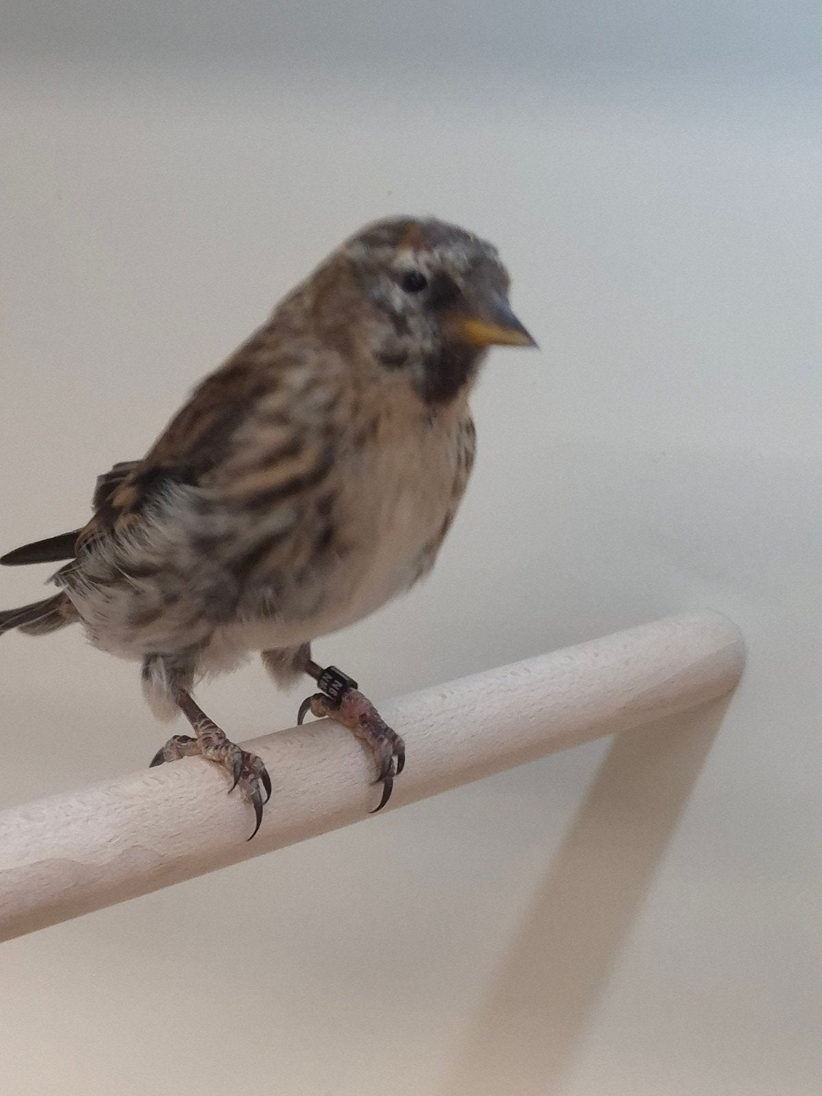 1-1 Noorse barmsijsen, Dieren en Toebehoren, Vogels | Overige Vogels, Meerdere dieren, Wildzangvogel, Geringd