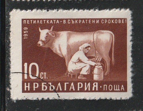 Bulgarije 1959 - Koeien melkster, Ophalen, Bulgarije, Gestempeld