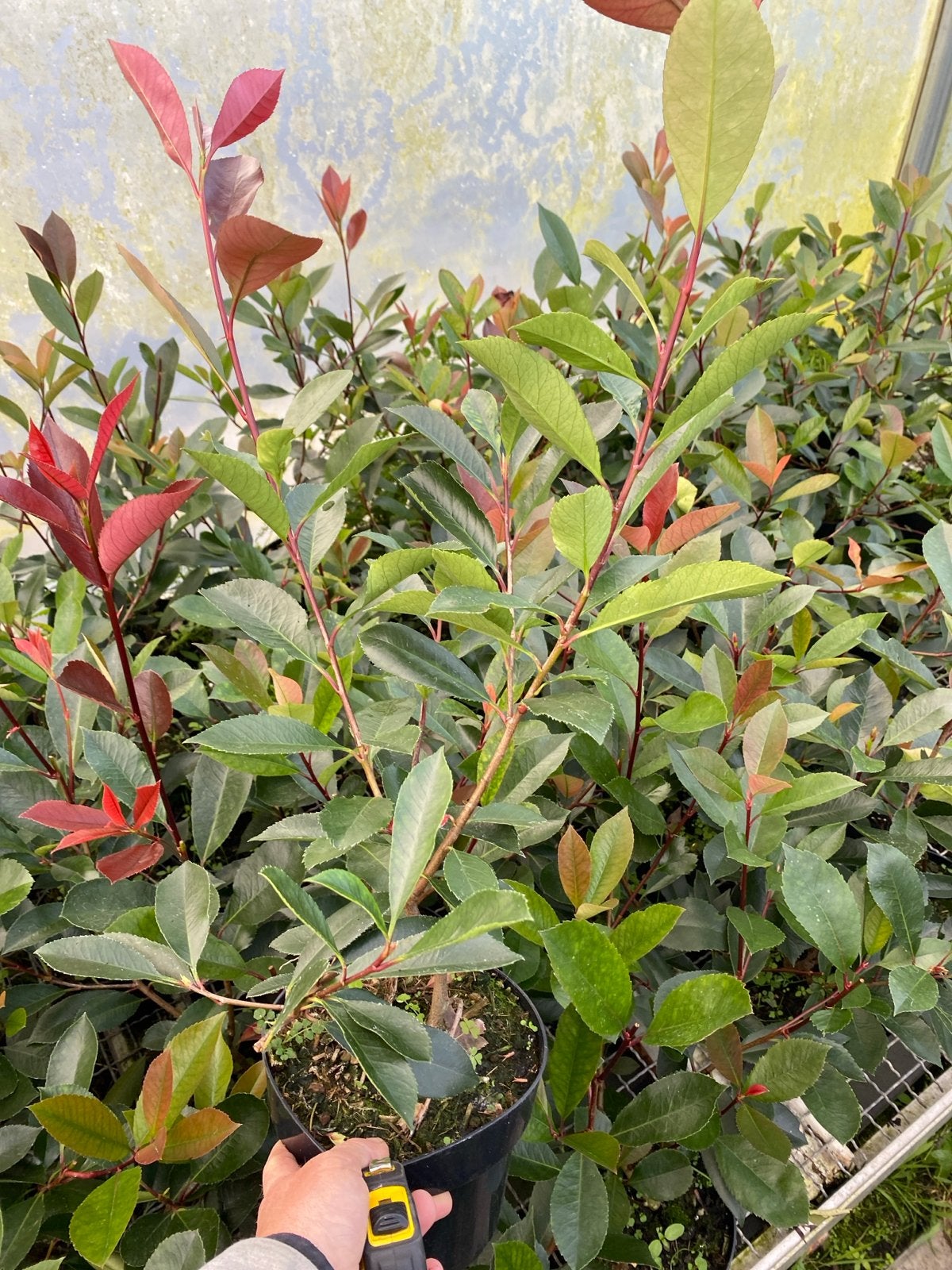 Photinia red robin 50/60 hoog (groenblijvende haag), Tuin en Terras, Ophalen, Overige soorten, 100 tot 250 cm