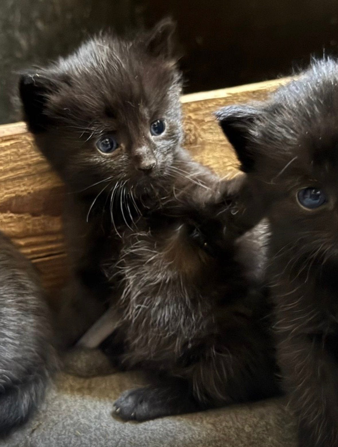 katertje opnieuw opzoek naar een huisje, Kater