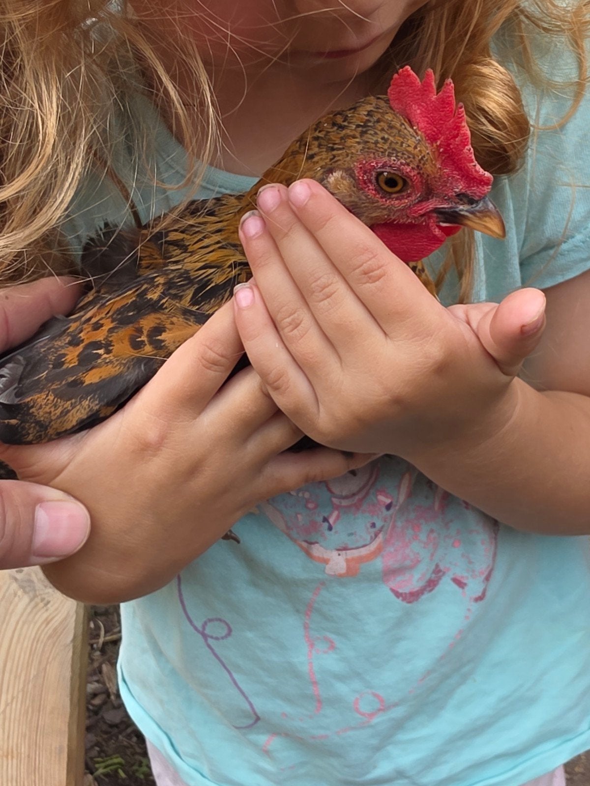 Chabo haantje kippen, Dieren en Toebehoren, Mannelijk, Kip