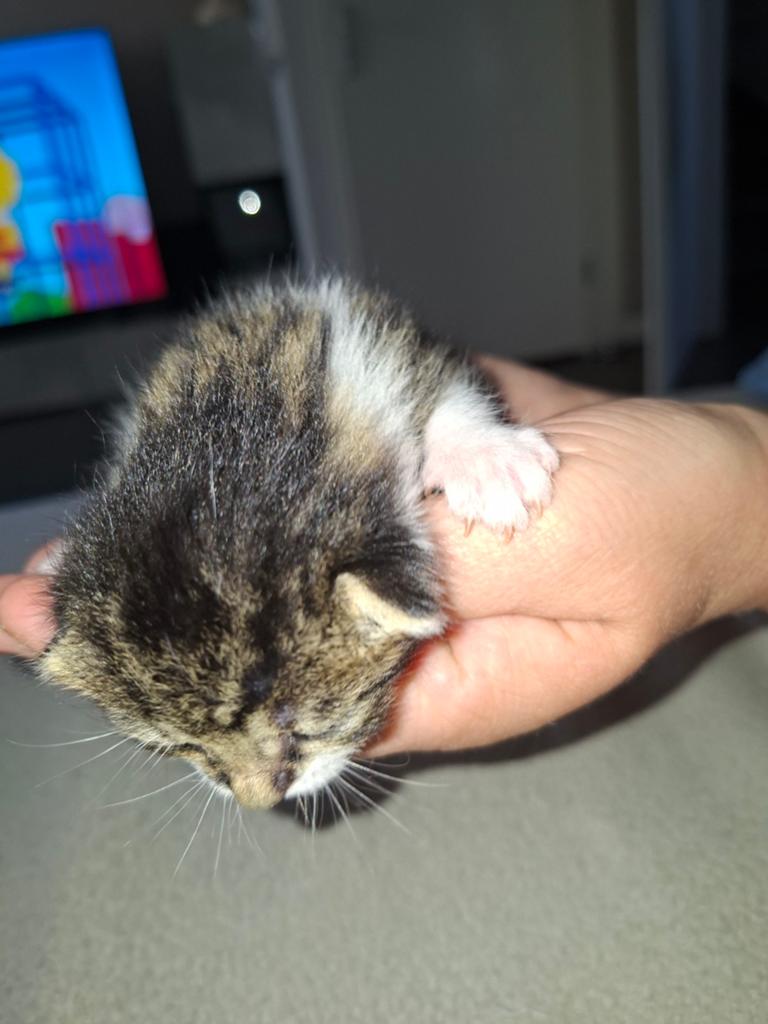 Mooie 3 kittens, Dieren en Toebehoren, Katten en Kittens | Overige Katten, Meerdere dieren