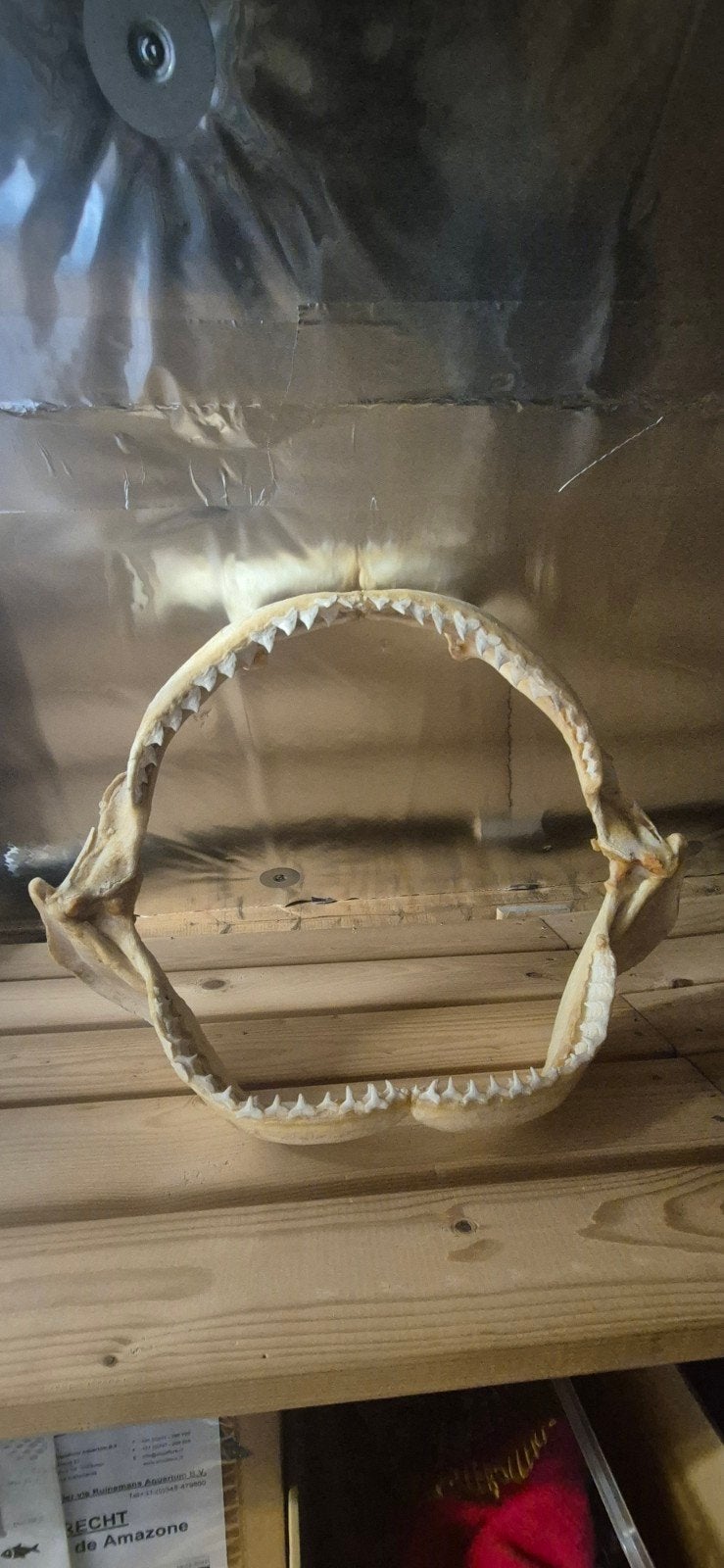 Grote schemerhaaikaak - Uniek decoratiestuk, Verzamelen, Ophalen, Gebruikt