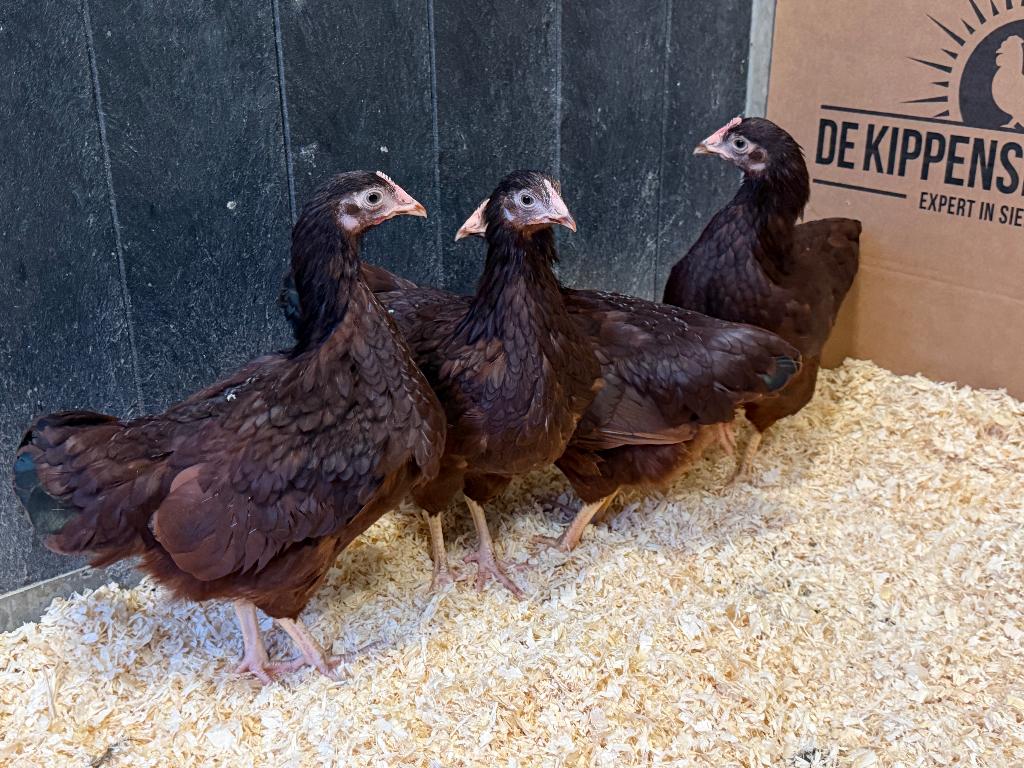 Jonge tamme Rhode Island Red kriel kippen gesekst & ingeënt