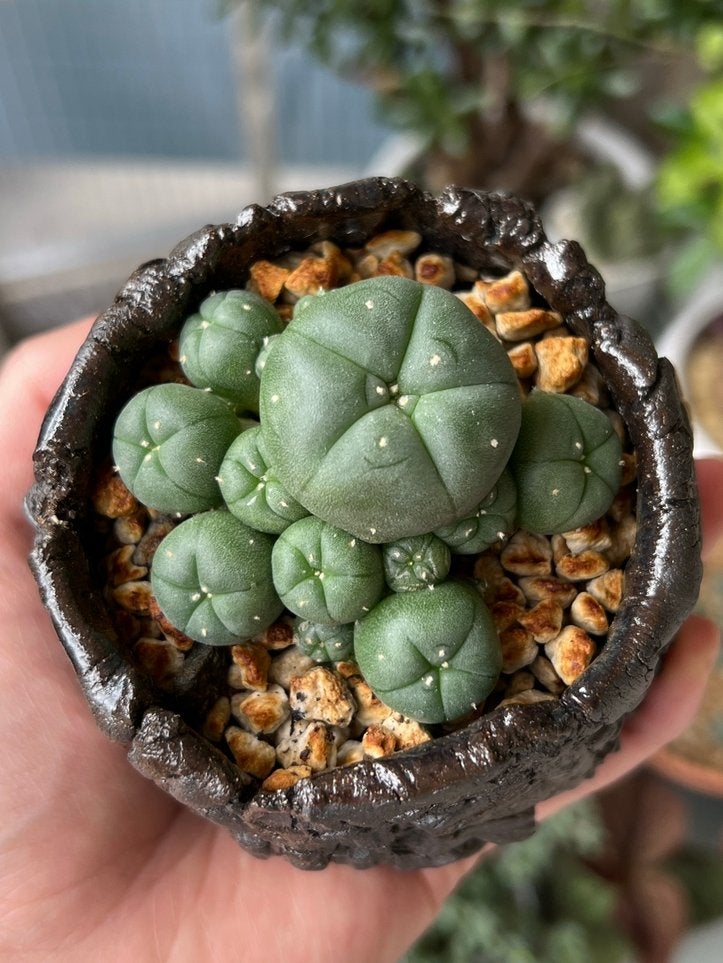 Lophophora caespitosa (cactus), Ophalen of Verzenden, Minder dan 100 cm, In pot, Cactus