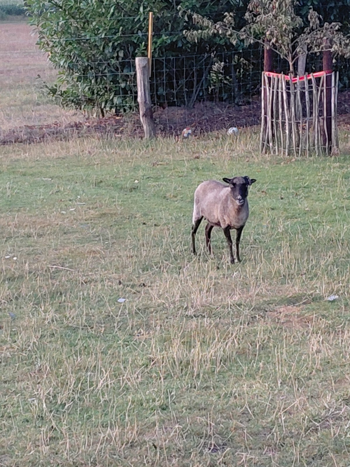 ouessant  schapen 2x ooi met ramlam, Dieren en Toebehoren, Vrouwelijk, Schaap