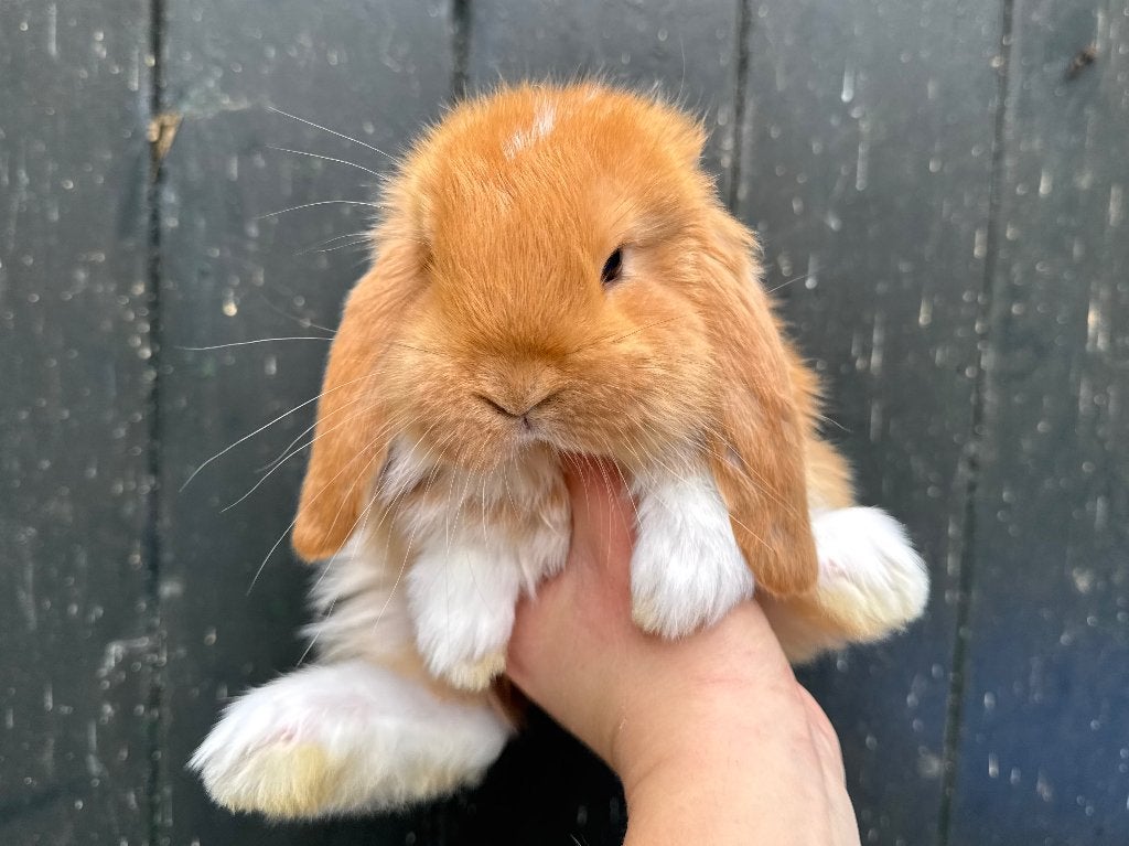 Lieve en gecastreerde raszuivere Franse Hangoor koppels, Meerdere dieren, Groot, Hangoor