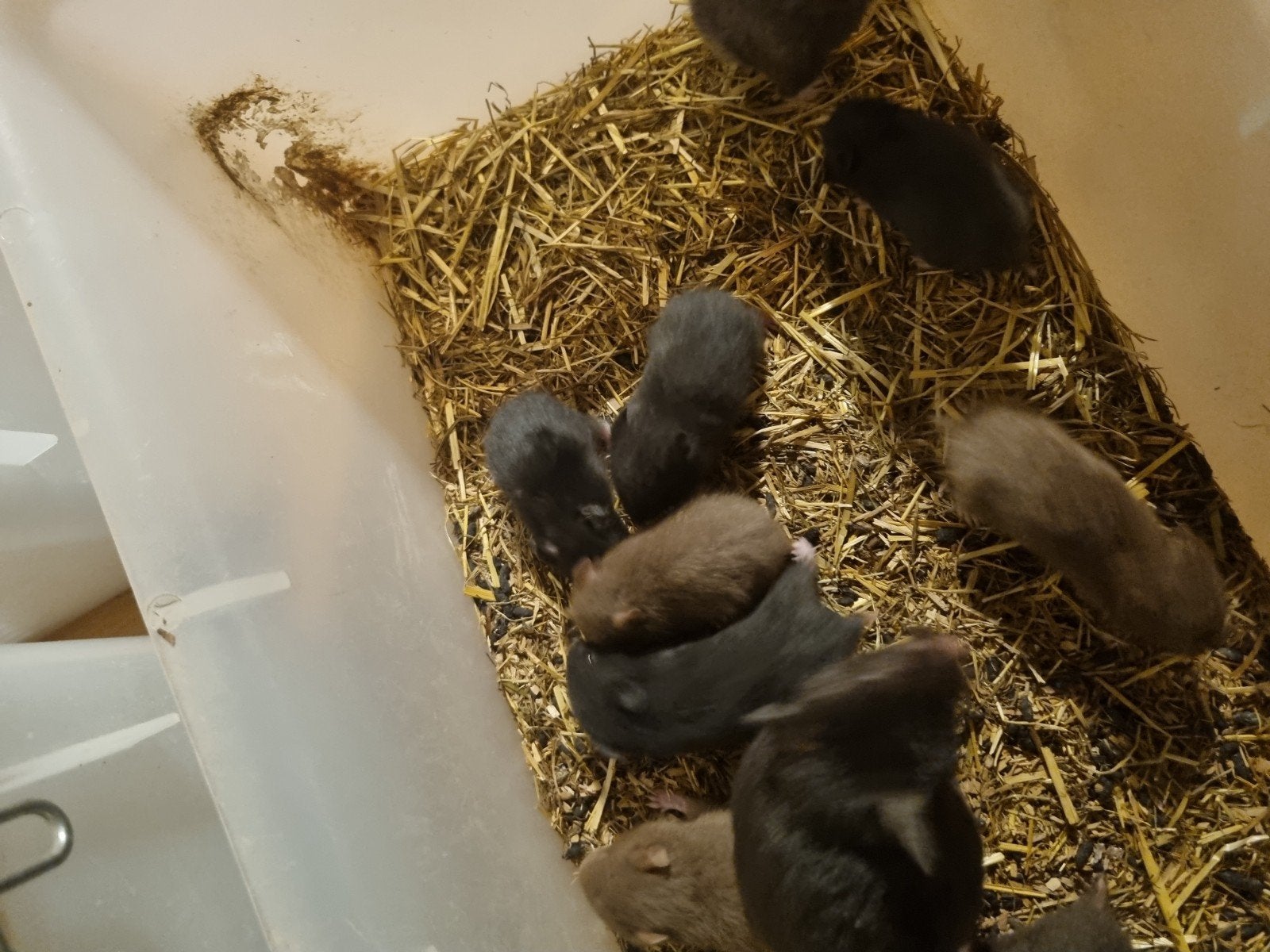 Te koop mooie jonge goudhamsters!, Dieren en Toebehoren, Knaagdieren, Hamster, Juni, Meerdere dieren, Tam