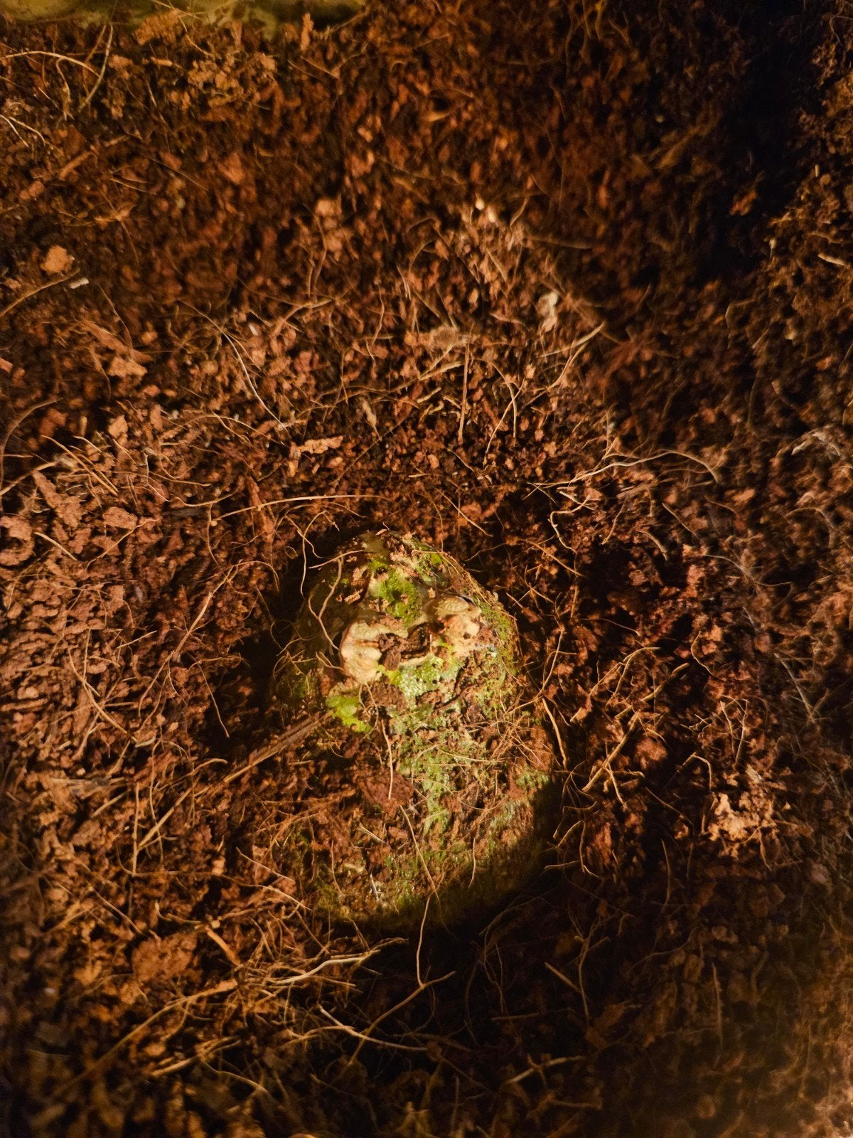 Pacman-kikker Ceratophyrus cranwelli Frog - unknown for sale from Summer