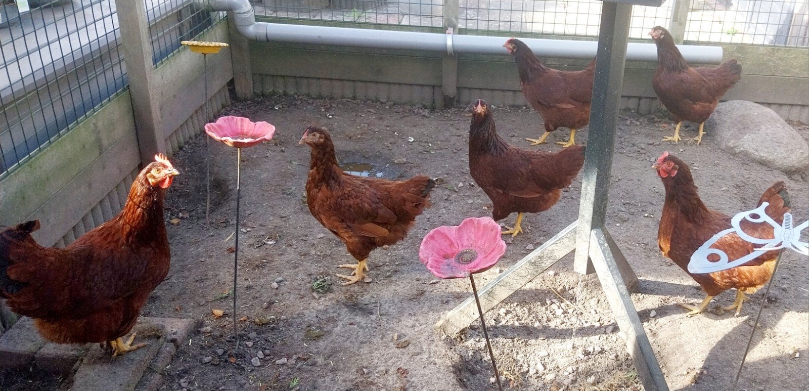 te koop 6 jonge Rhode Island kippen ( Groot ), Dieren en Toebehoren, Vrouwelijk, Kip