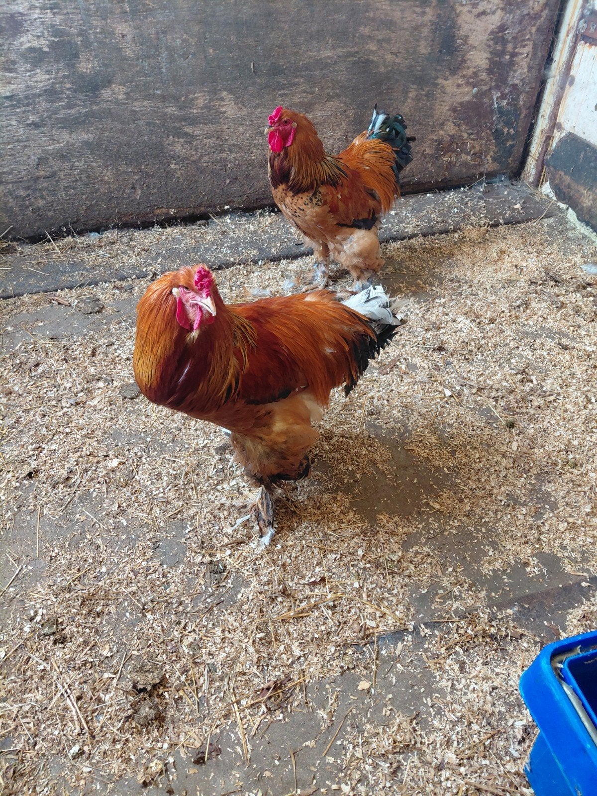 Brama hanen, Dieren en Toebehoren, Pluimvee, Mannelijk, Kip