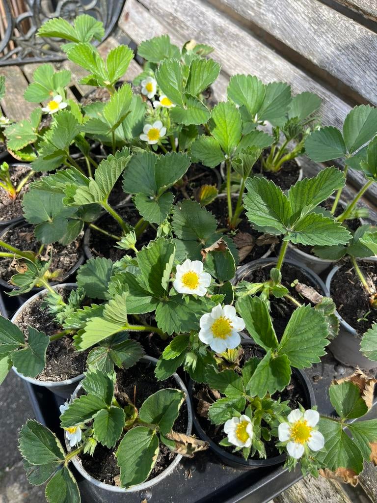 Biologische Aardbeiplanten Korona, Ophalen, Vaste plant, Fruitplanten, Volle zon