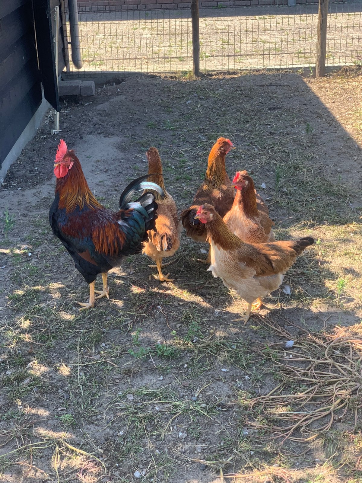 1 haan en 2 hennen jonge sierkippen, Meerdere dieren, Kip