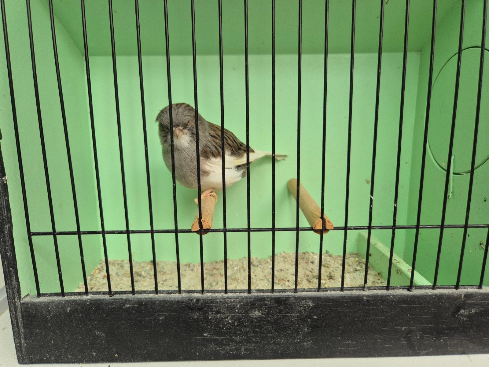 gloster kanarie, Dieren en Toebehoren, Mannelijk