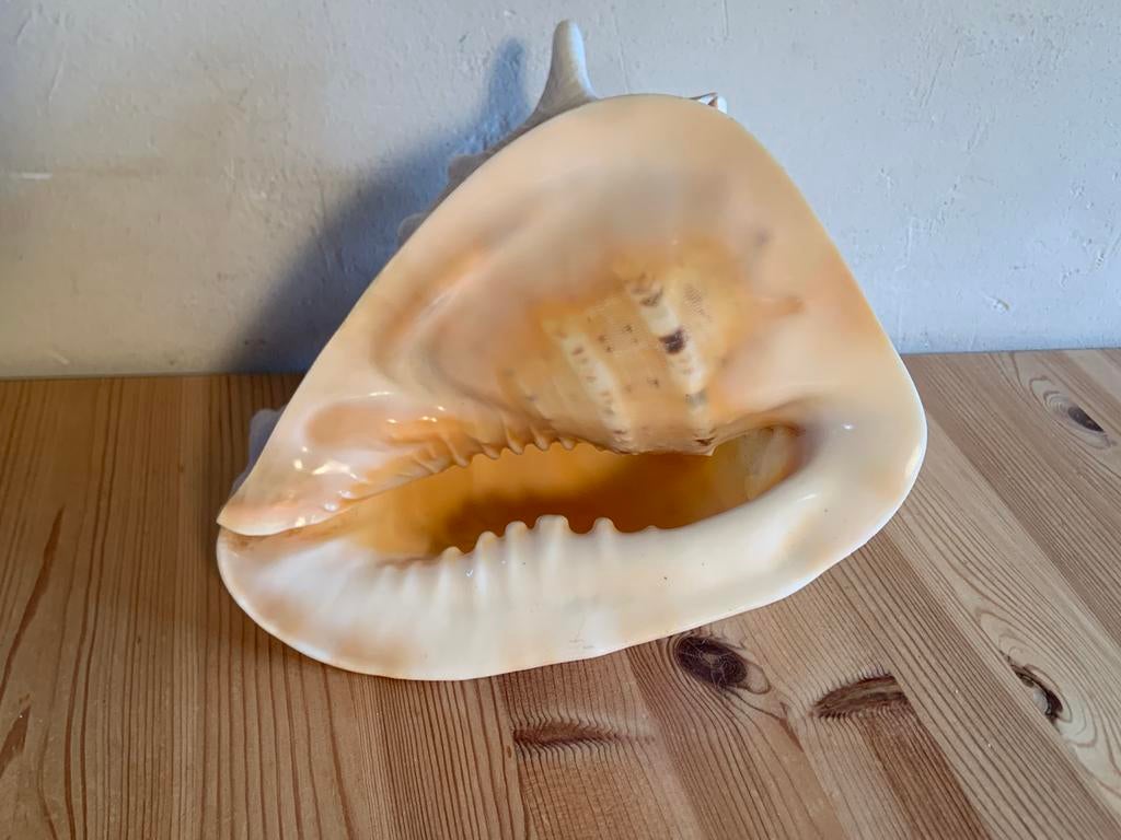 Cassis cornuta - gehoornde helmschelp, Ophalen of Verzenden, Schelp(en)