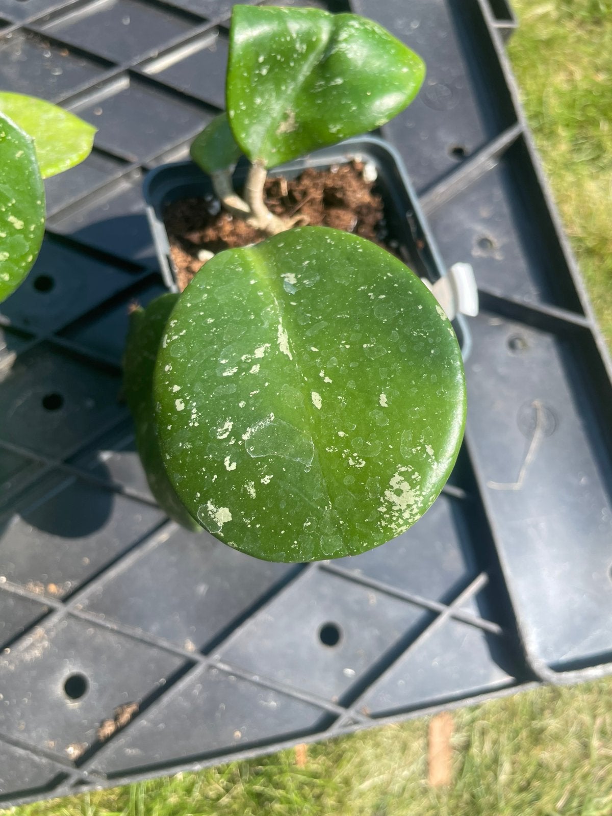 Hoya obovata splash, Huis en Inrichting, Ophalen, Halfschaduw, Minder dan 100 cm
