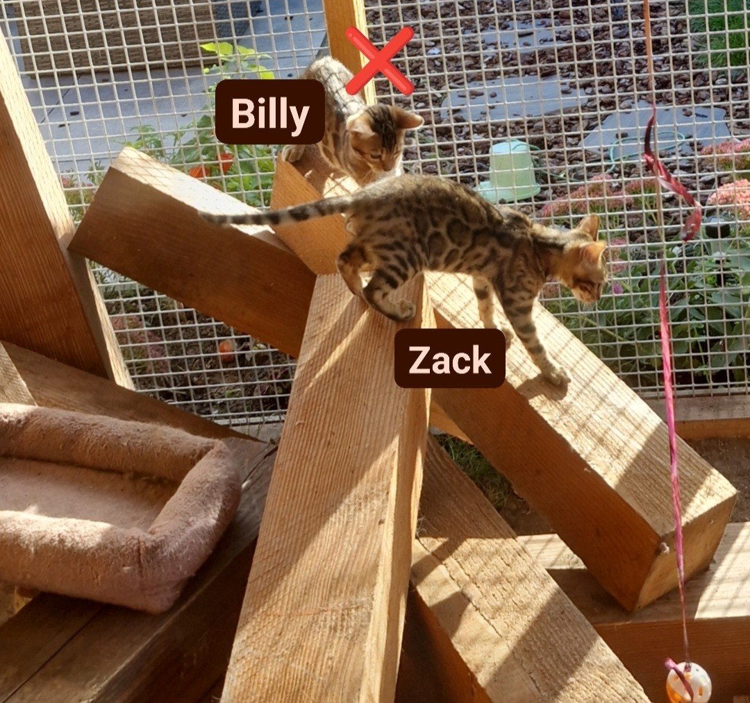Bengaal kitten met stamboom (kater) zack🩵GERESERVEERD, Dieren en Toebehoren, Meerdere dieren, Met stamboom, 0 tot 2 jaar
