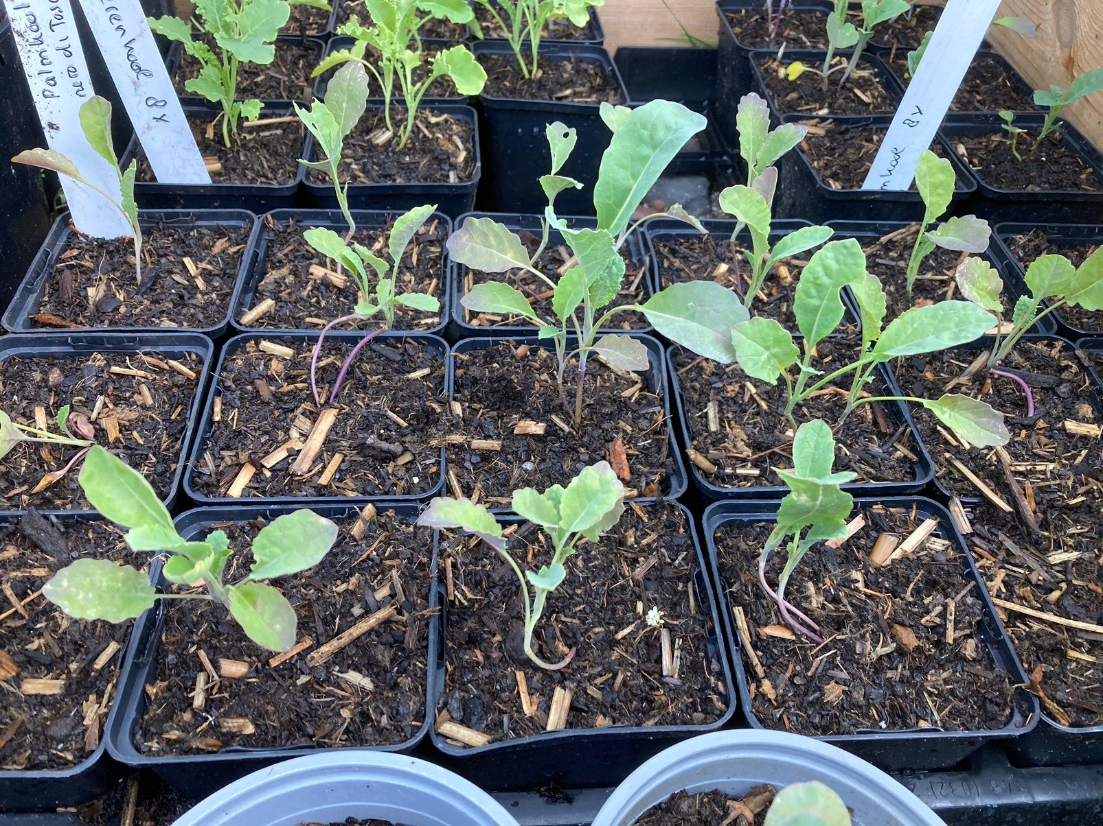 Palmkool ‘Nero di Toscana’ voor de moestuin, Ophalen, Volle zon, Groenteplanten, Eenjarig