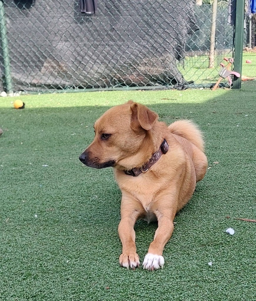 Yellow, Nederland, 1 tot 2 jaar, Eén hond, CDV (hondenziekte)