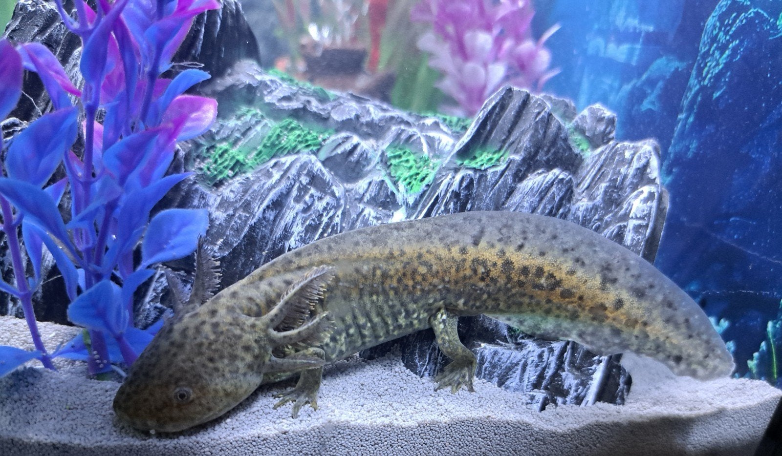 Axolotl Baby's div kleuren, Vis