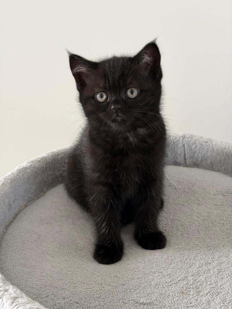 Lieve Britse Korthaar kittens zoeken een nieuw thuis!, Dieren en Toebehoren, Katten en Kittens | Raskatten | Korthaar