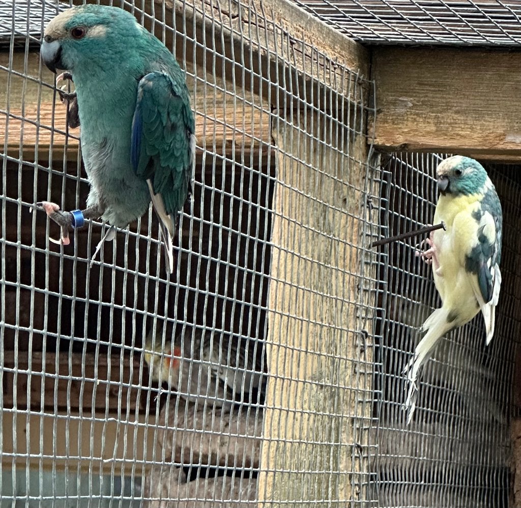 Kakariki koppels, Meerdere dieren, Parkiet