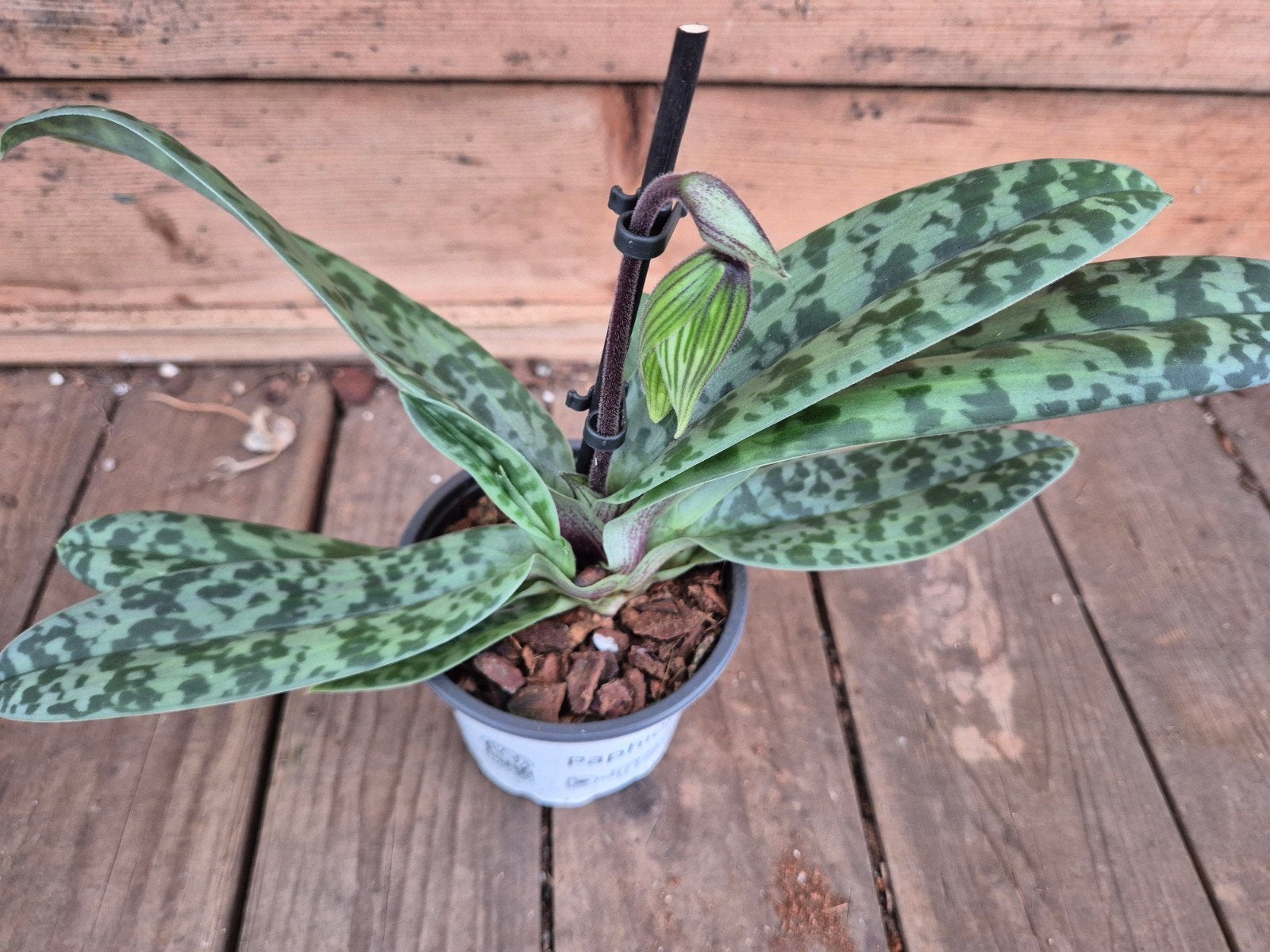 Orchidee Paphiopedilum p9 (L), Ophalen of Verzenden, Halfschaduw, Minder dan 100 cm