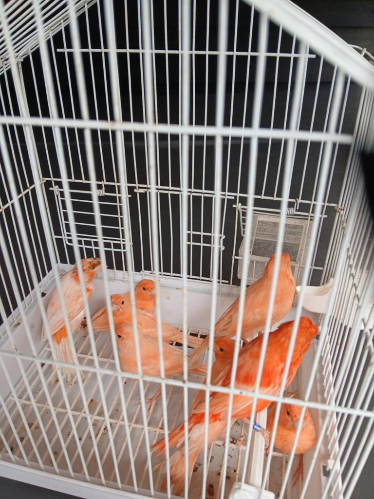 Oranje kanaries, Meerdere dieren, Kleurkanarie