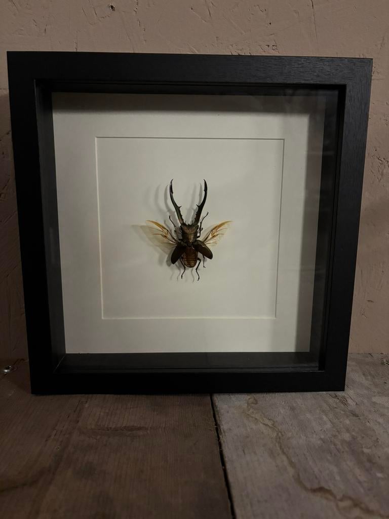 Mooie luxe lijst met een Gouden vliegend hert!, Ophalen of Verzenden, Nieuw, Insect, Opgezet dier