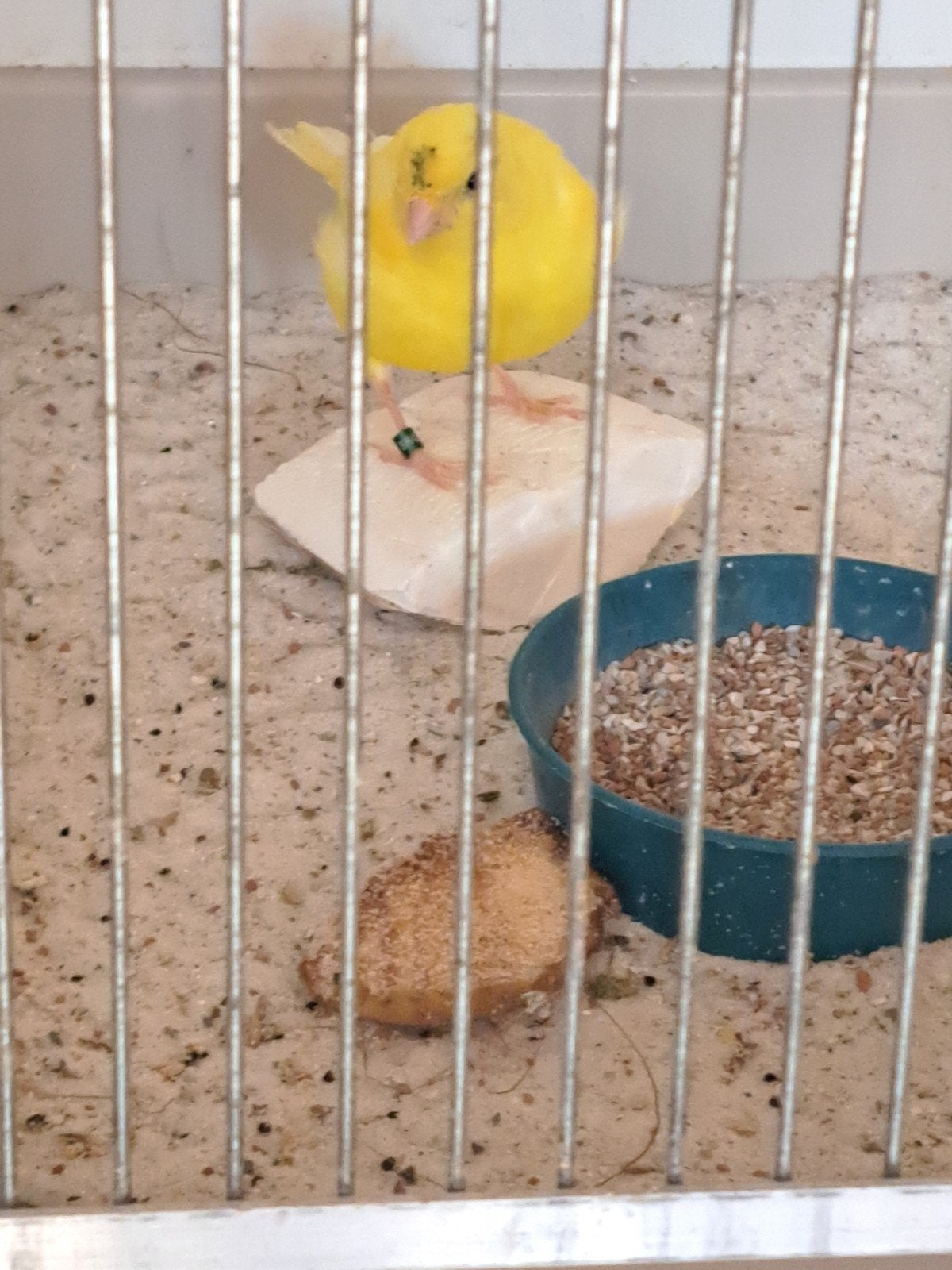Gezocht kanarie pop, Dieren en Toebehoren, Vogels | Kanaries, Vrouwelijk, Zangkanarie