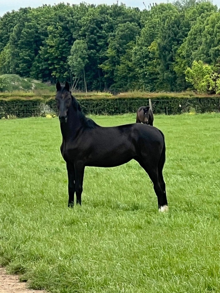 2 interessant gefokte jonge tuigpaarden, Dieren en Toebehoren, Paarden, Met stamboom, Niet van toepassing, Dressuurpaard, 3 tot 6 jaar